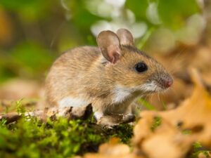 Myszarka leśna - Apodemus flavicollis