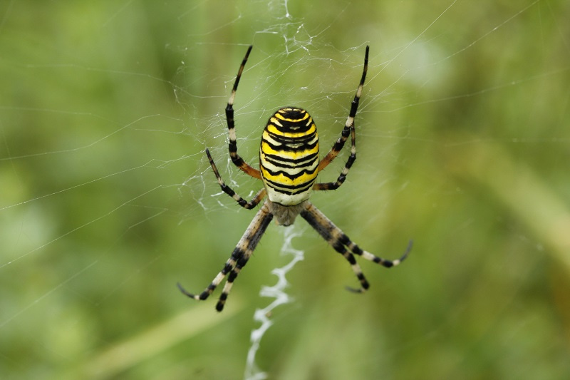 Tygrzyk paskowany - Argiope bruennichi