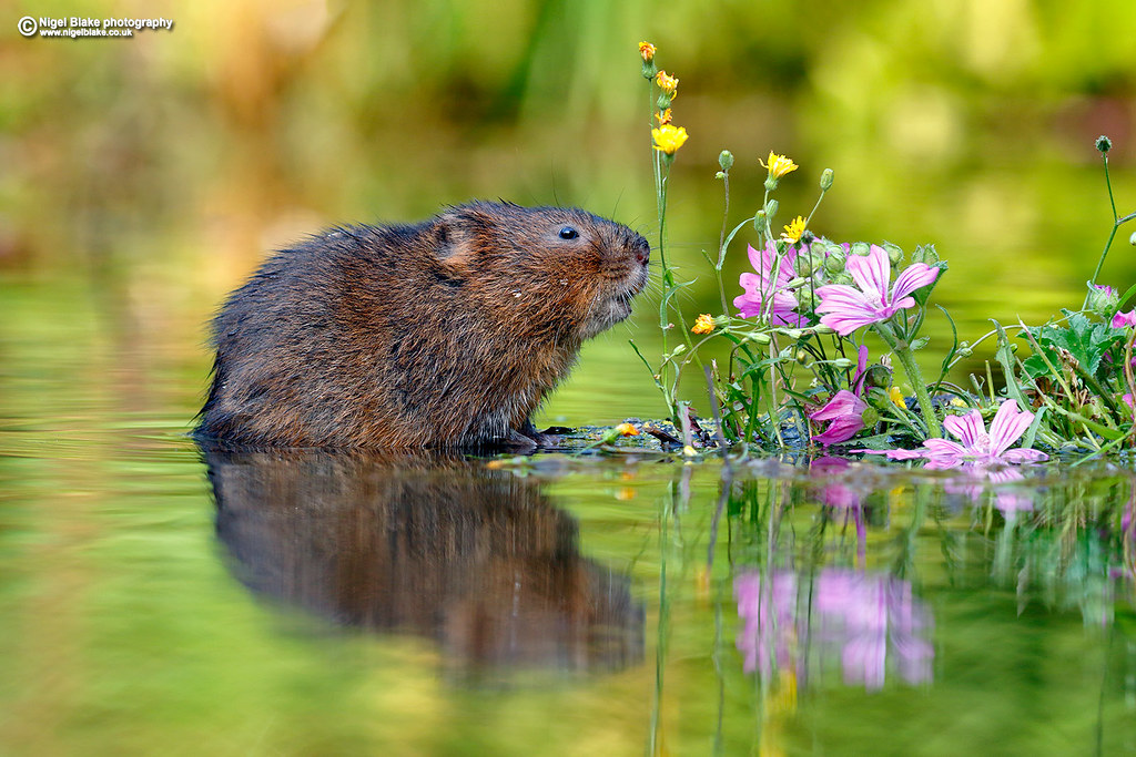 Karczownik ziemnowodny - Arvicola amphibius