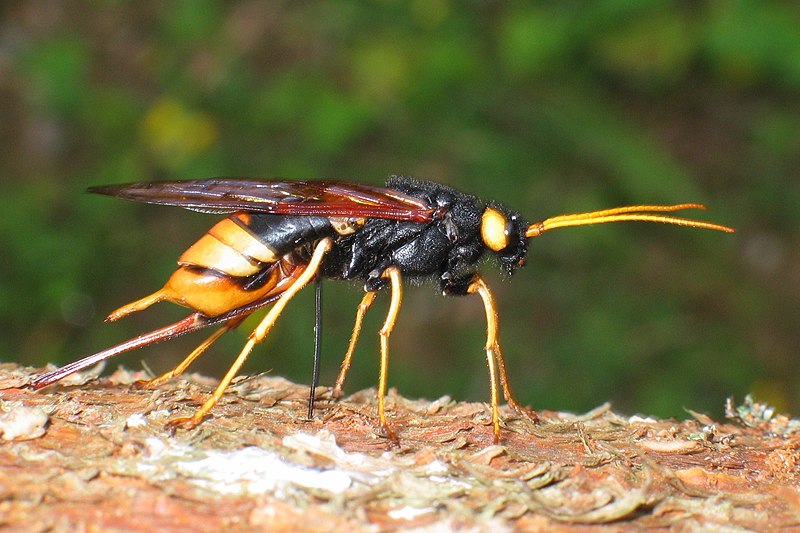 Trzpiennik olbrzym - Urocerus gigas