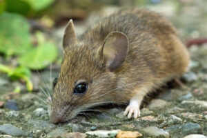 Myszarka zaroślowa - Apodemus sylvaticus