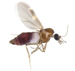 Kuczman - Culicoides