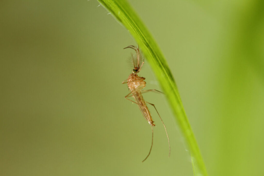 Komar brzęczący - Culex pipiens