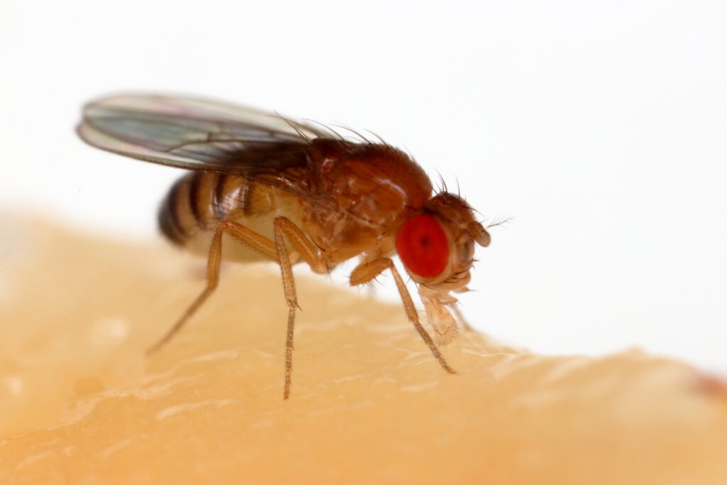 Muszka owocowa - Drosophila melanogaster