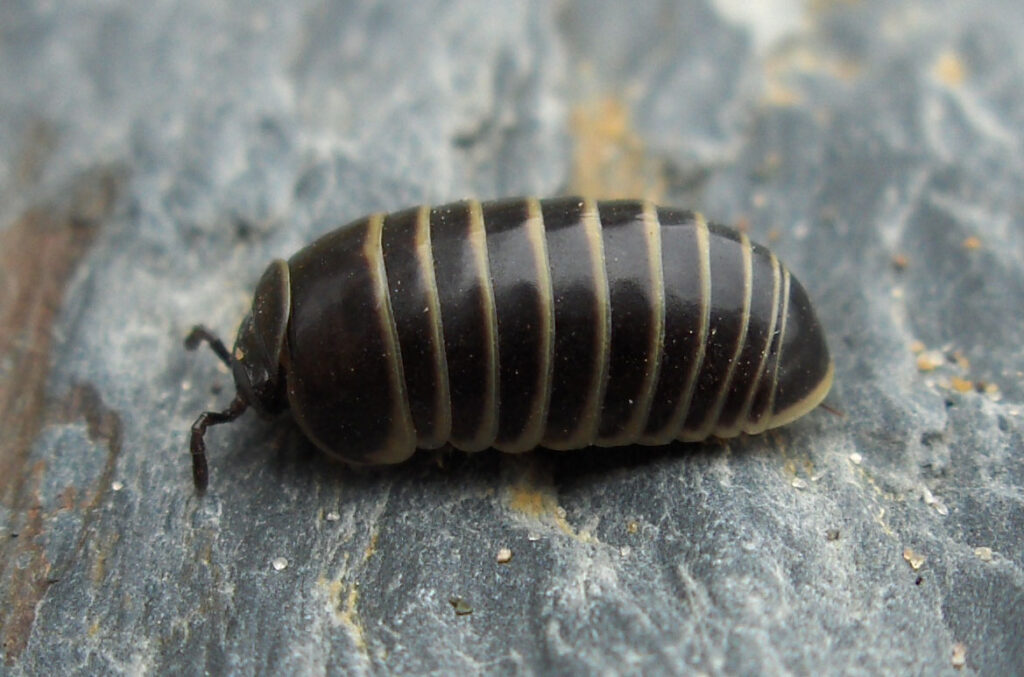 Skulica obrzeżona - Glomeris marginata