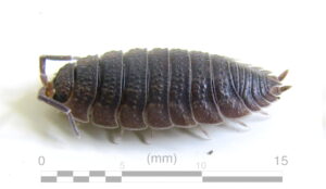 Prosionek szorstki - Porcellio scaber