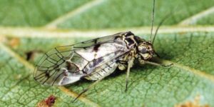 Gryzek Psotnik - Psocoptera