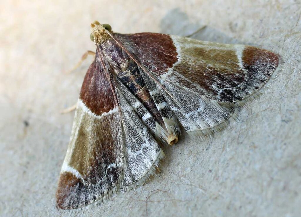 Zadarlica spiżarnianka - Pyralis farinalis