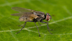 Mucha domowa - Musca domestica