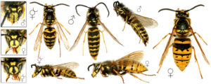 Osa pospolita - Vespula vulgaris